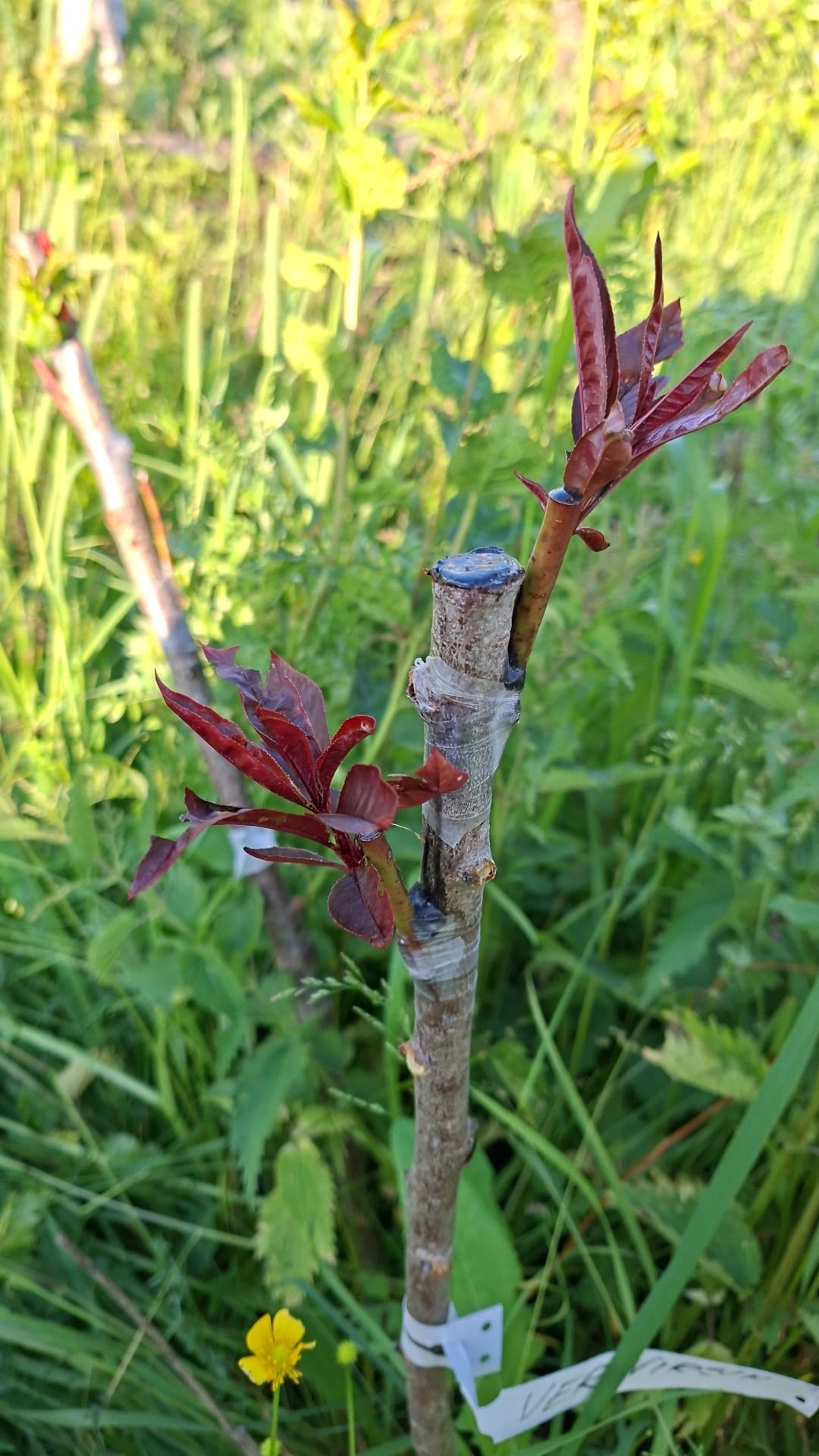 Suur pookimise õppepäev (apr III ... mai I dekaad 2026) pühapäeval