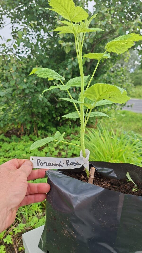 Sügisene vaarikas 'Poranna Rosa'