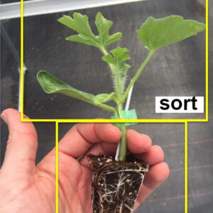 Seemnevalik melonigurmaanile (melon, arbuus ja pookealus) - 7 sorti.