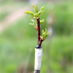 Viljapuude pookealused (15 tk, eri liigid) - EELTELLIMUS