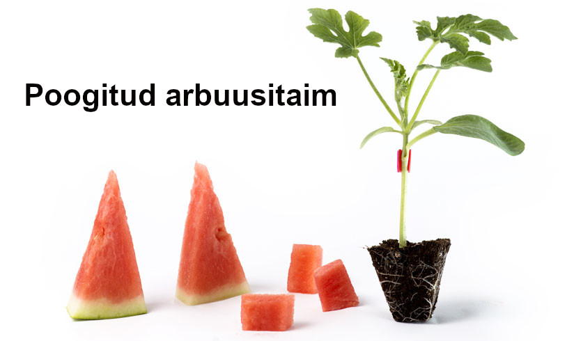 Talvise pookimise õppepäev (veebr II ... märts II dekaad 2026)