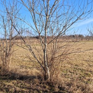 Viljakandeeas ploomipuu kujunduslõikamine (L 21.03)