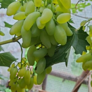 Viinapuude sügislõikus 7. novembril (väikeses kasvuhoones)